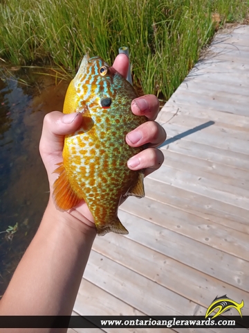 10" Pumpkinseed caught on Clear Lake
