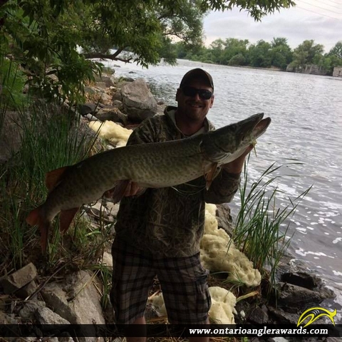 50" Muskie caught on Trent River