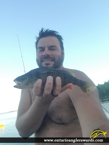 12" Yellow Perch caught on Lake of the Woods