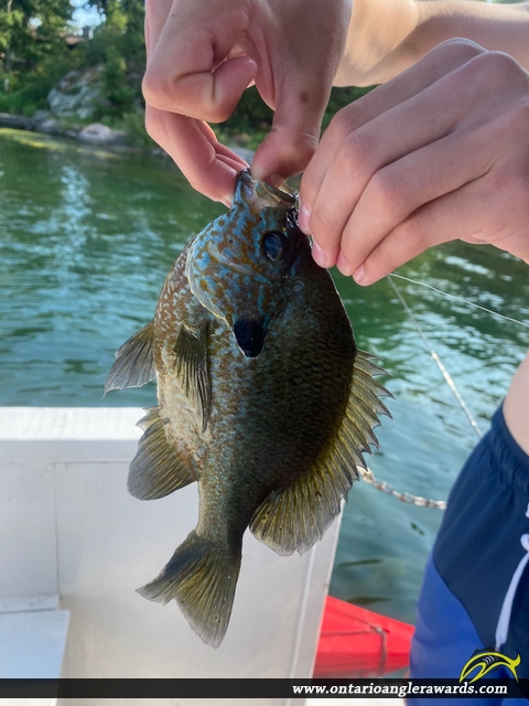 9.4" Pumpkinseed caught on St. Lawrence River