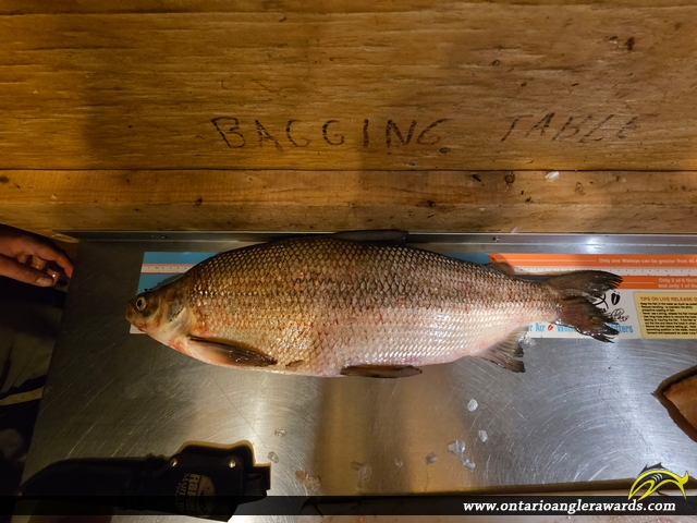 25" Whitefish caught on Esnagi Lake