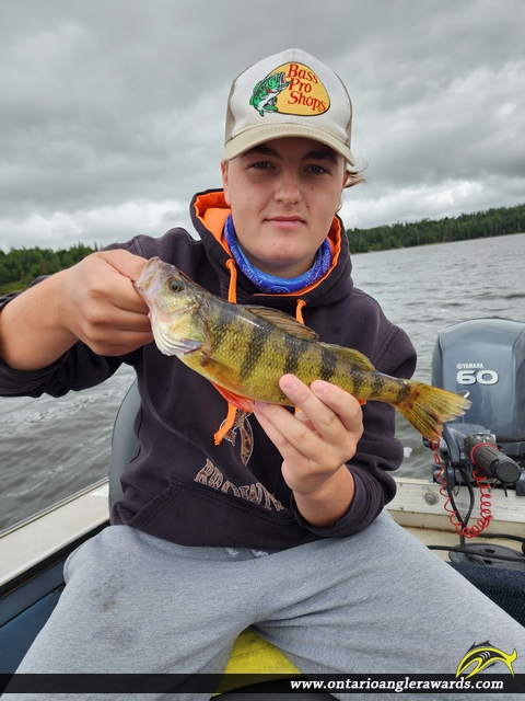 12.25" Yellow Perch caught on Lake of the Woods