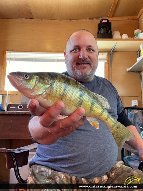 13" Yellow Perch caught on Lake Nipissing 