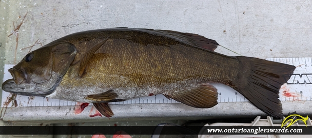 18" Smallmouth Bass caught on Silver Lake