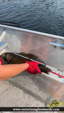 18.75" Smallmouth Bass caught on Deception Lake