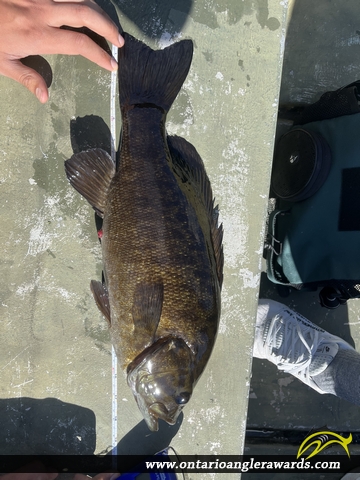 18.75" Smallmouth Bass caught on Gibson Lake