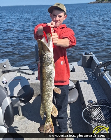 36" Northern Pike caught on Lake of the Woods