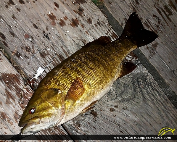 18" Smallmouth Bass caught on balsam lake