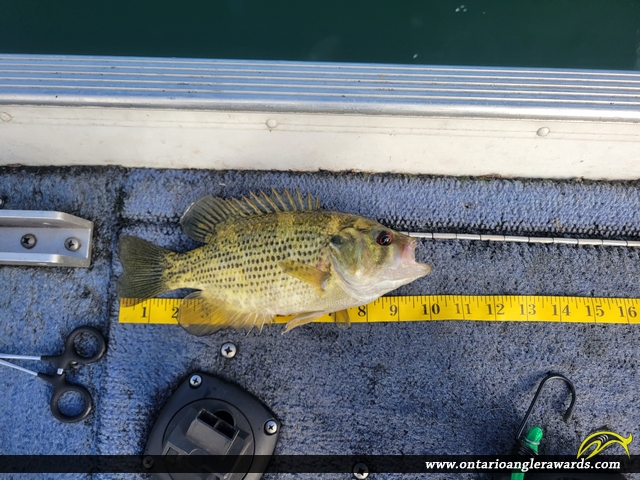 10.5" Rock Bass caught on Lake Simcoe