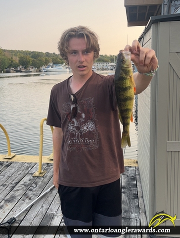 13" Yellow Perch caught on Bay of Quinte 