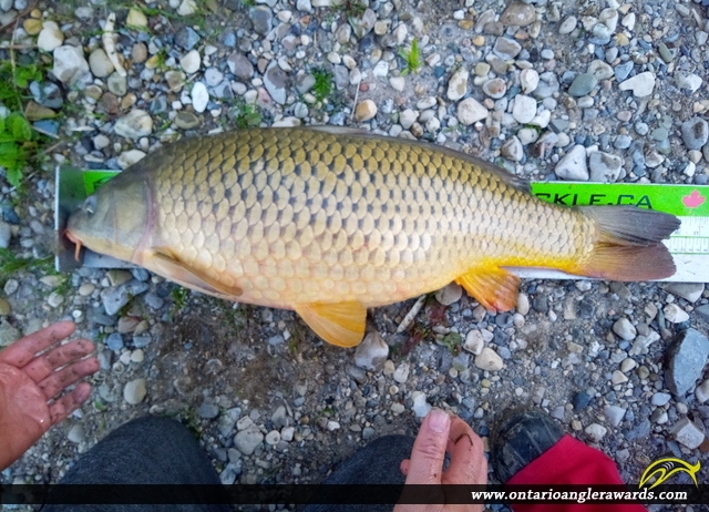 30" Carp caught on Kettle creek