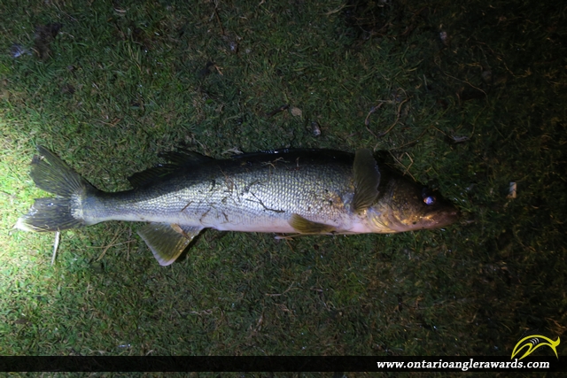 25" Walleye caught on Rice Lake