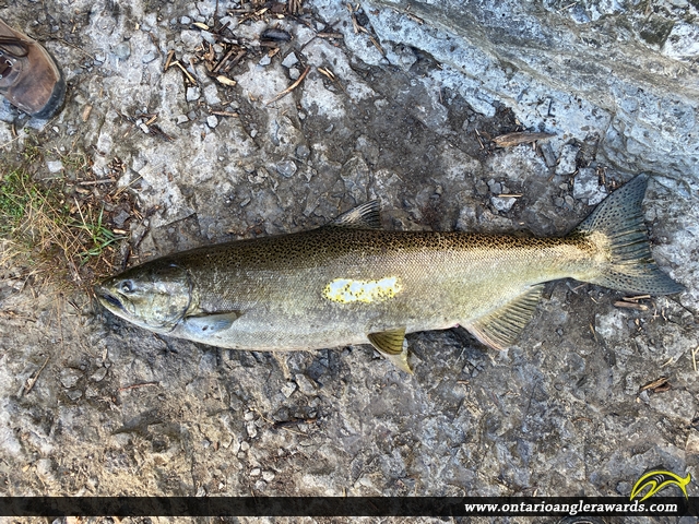 36" Chinook Salmon caught on Ganaraska River