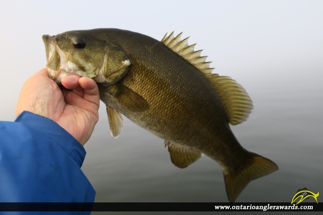 17" Smallmouth Bass caught on Rice Lake