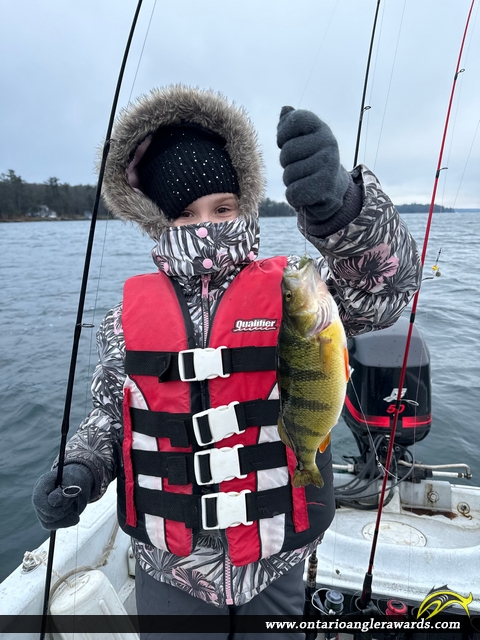 12.5" Yellow Perch caught on St. Lawrence River