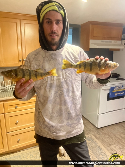 14.5" Yellow Perch caught on Cook's bay