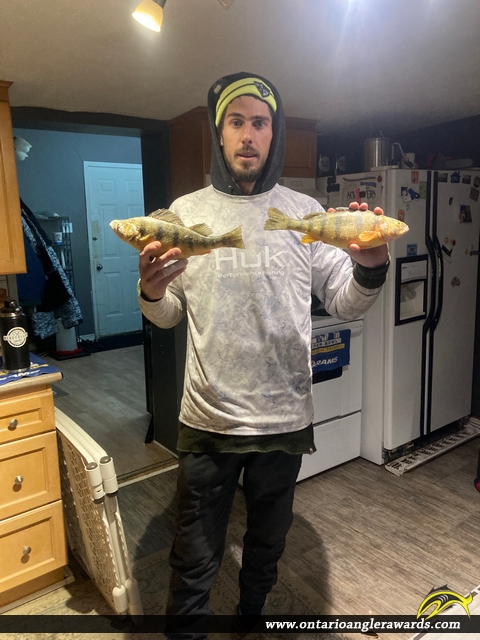14.25" Yellow Perch caught on Cook's bay