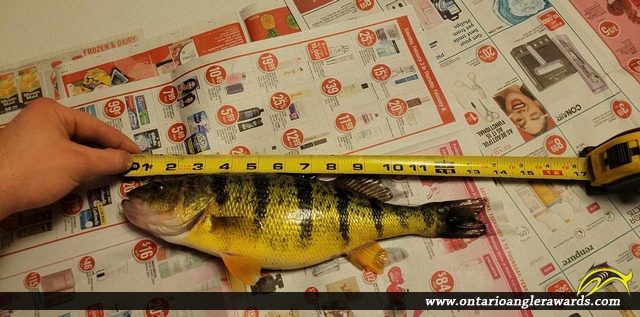 13.5" Yellow Perch caught on Lake Couchiching 