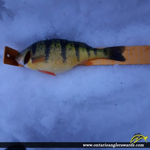 12.75" Yellow Perch caught on St. Clair River
