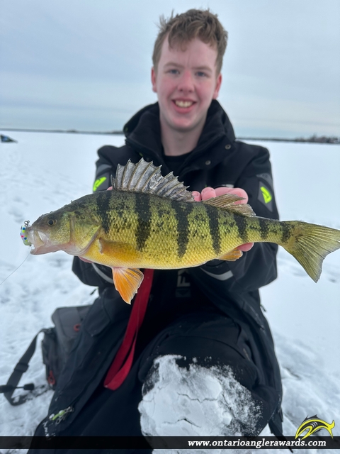 14" Yellow Perch caught on Lake Couchiching