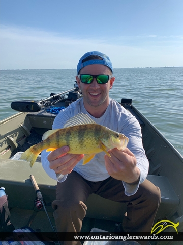 13.25" Yellow Perch caught on Lake Erie
