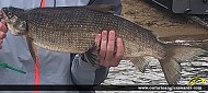24" Whitefish caught on Wawang Lake