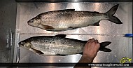 24" Whitefish caught on Lake Simcoe