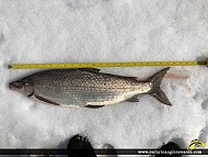 23.25" Whitefish caught on Lake Simcoe 