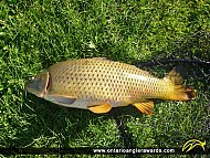 30" Carp caught on Rice Lake