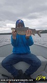 24" Whitefish caught on Goodfish Lake