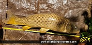 36" Carp caught on Thames River