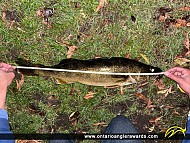 27" Walleye caught on Sturgeon Lake