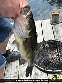 19" Largemouth Bass caught on Kashwakamak Lake 