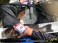 19.5" Smallmouth Bass caught on Lake of Bays