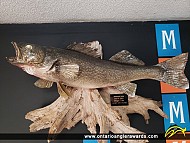 27.5" Walleye caught on Belwood lake