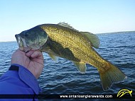 18" Largemouth Bass caught on Rice Lake