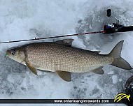 24" Whitefish caught on Lake Nipissing
