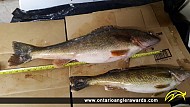 28" Walleye caught on Bay of Quinte 