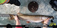 41" Northern Pike caught on Clearwater Bay