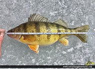 13" Yellow Perch caught on Lake St. Clair
