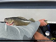 26" Walleye caught on Esnagi Lake