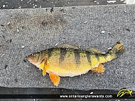 14" Yellow Perch caught on St. Lawrence River