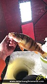 13" Yellow Perch caught on Kenogami Lake