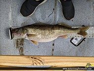 27.75" Walleye caught on Grand River