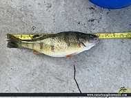 12" Yellow Perch caught on St. Lawrence River 