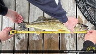 26" Walleye caught on Lake of the Woods
