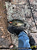 11" Rock Bass caught on Petawawa River