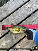 10" Rock Bass caught on Billings Lake