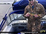 14" Yellow Perch caught on Lake of the Woods