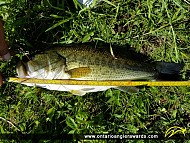 18" Largemouth Bass caught on Ausable River